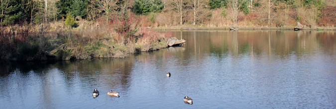 Meadowbrook Pond