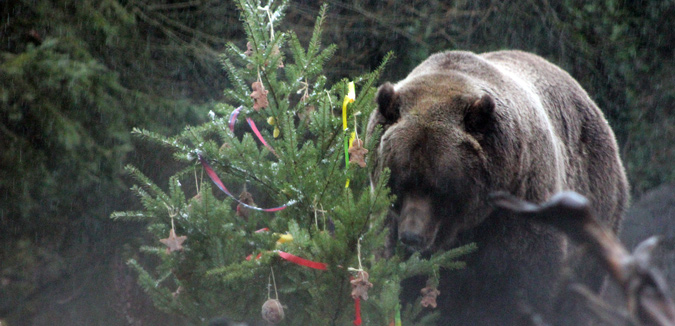 Bear with Christmas Tree