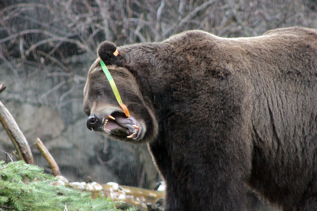 Bear vs. Fruit by the Foot