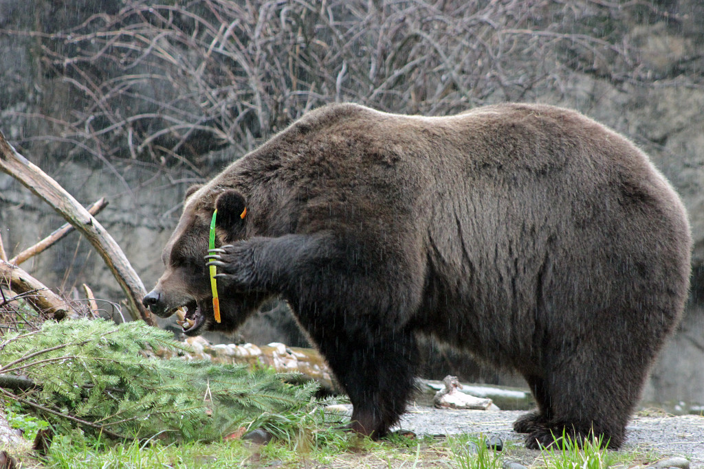 Bear vs. Fruit by the Foot