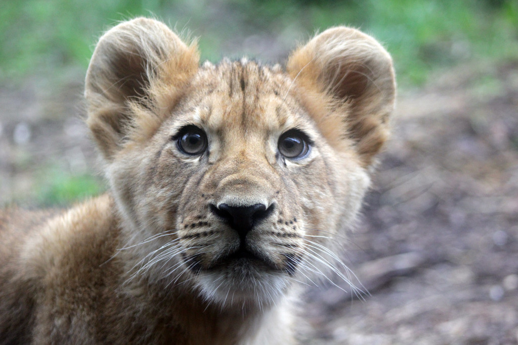 Lion cub