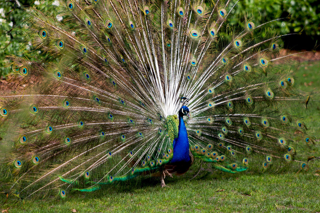 Woodland Park Zoo Peacock