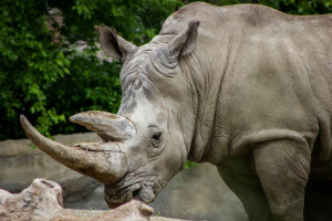 Southern white rhinoceros